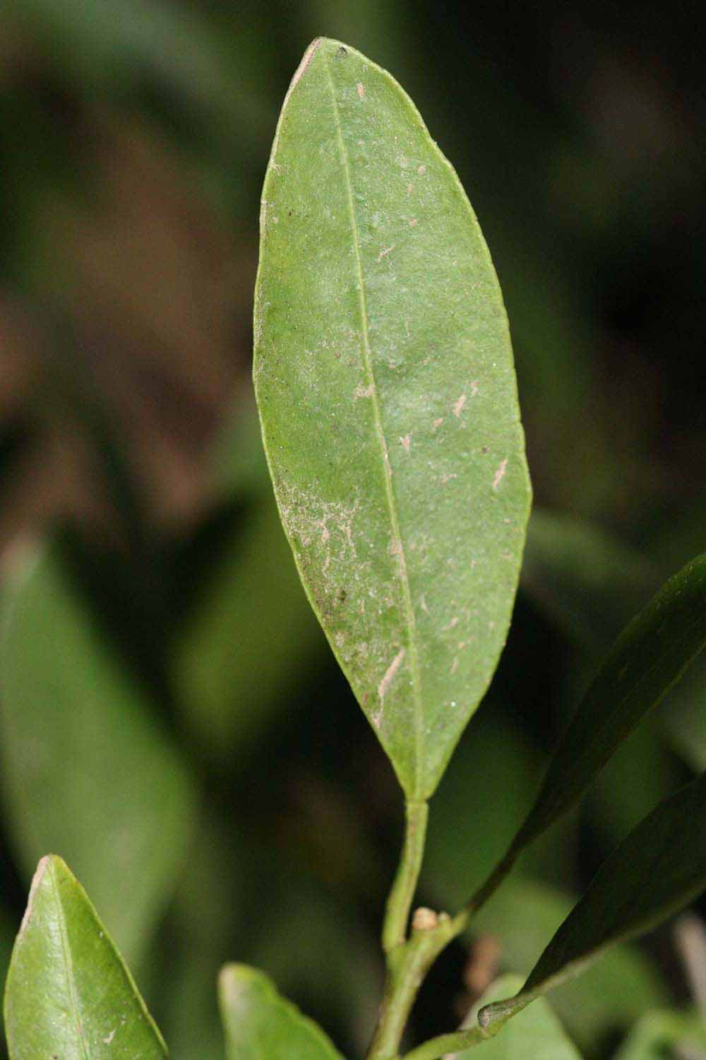              Unifoliolate leaf (Riverside, CA)       
